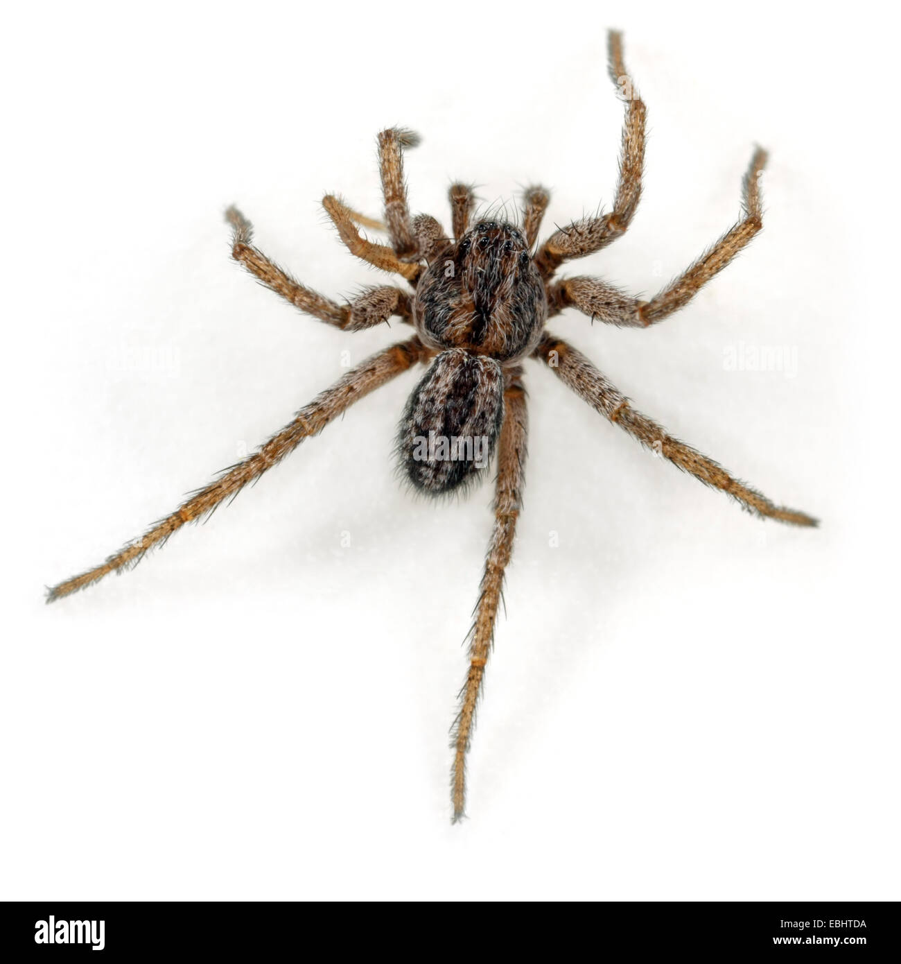 Ein männlicher (Thanatus striatus) Spinne auf einem weißen Hintergrund. Ein Teil der Familie Philodromidae, Running crab Spiders. Stockfoto