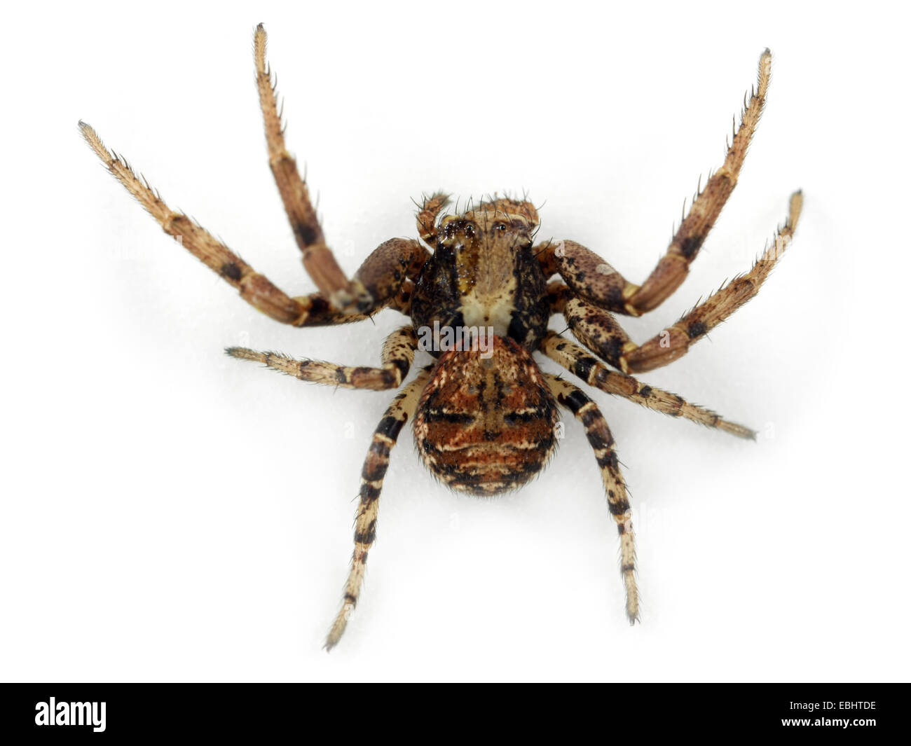 Eine weibliche Crab spider (Xysticus Audax) auf weißem Hintergrund. Familie, thomisidae Crab Spiders. Stockfoto