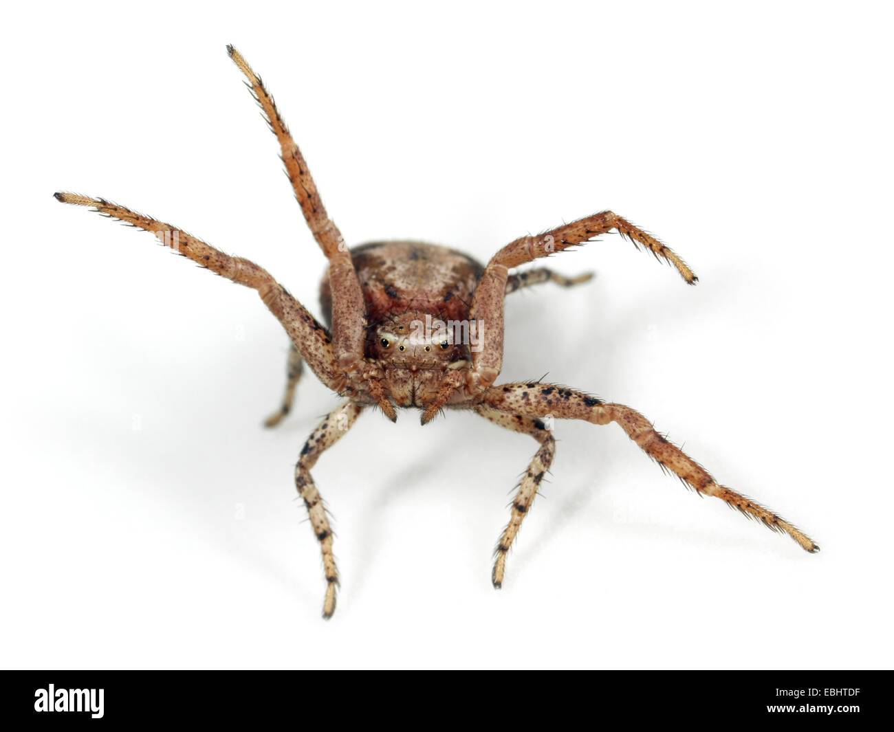 Eine weibliche Crab spider (Xysticus cristatus) auf weißem Hintergrund. Familie, thomisidae Crab Spiders. Die Spinne ist winken die Beine weg, um den Feind zu erschrecken. Stockfoto