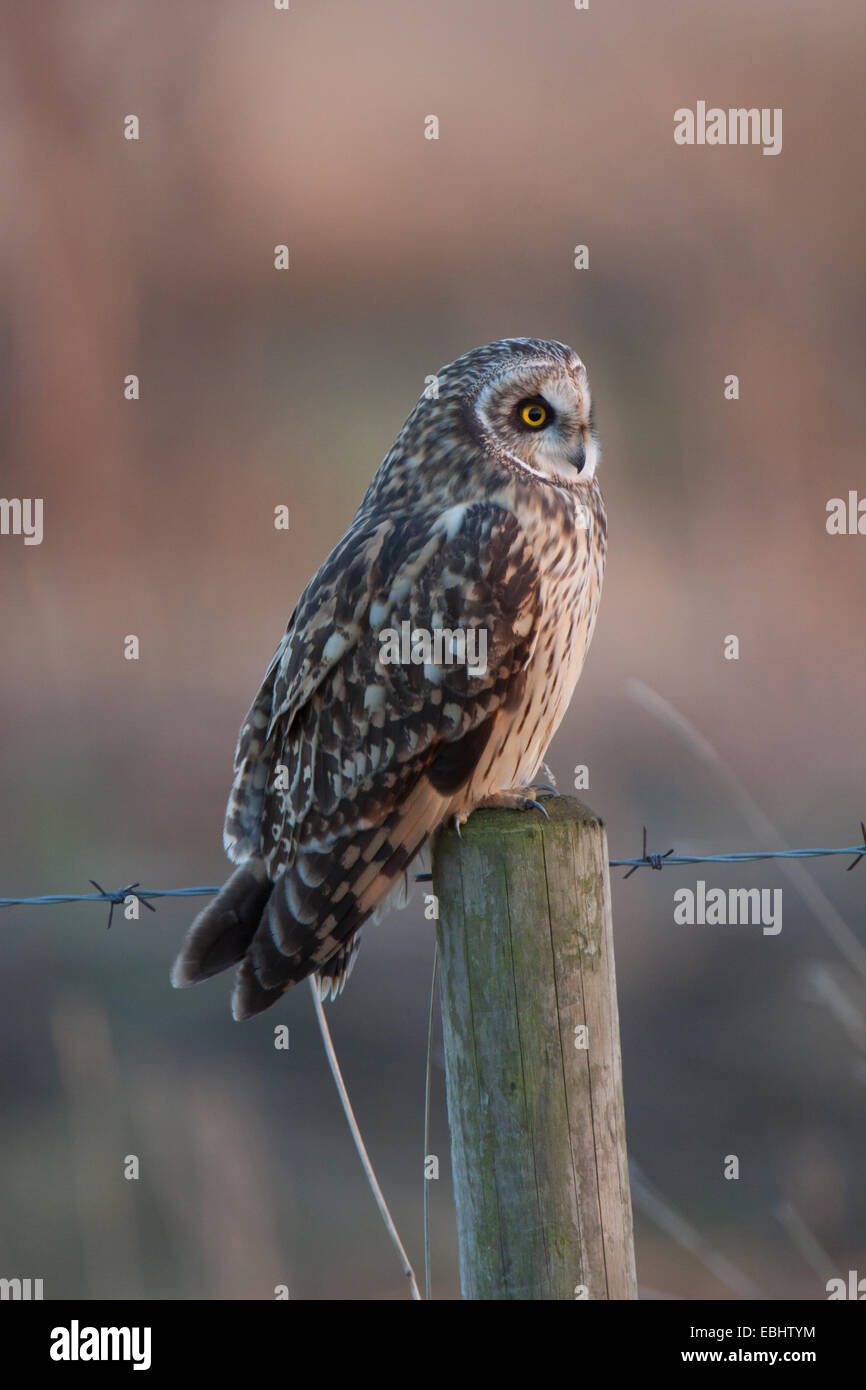 Sumpfohreule (Asio Flammeus) thront auf einem Zaunpfahl in Lincolnshire, England, UK. Stockfoto