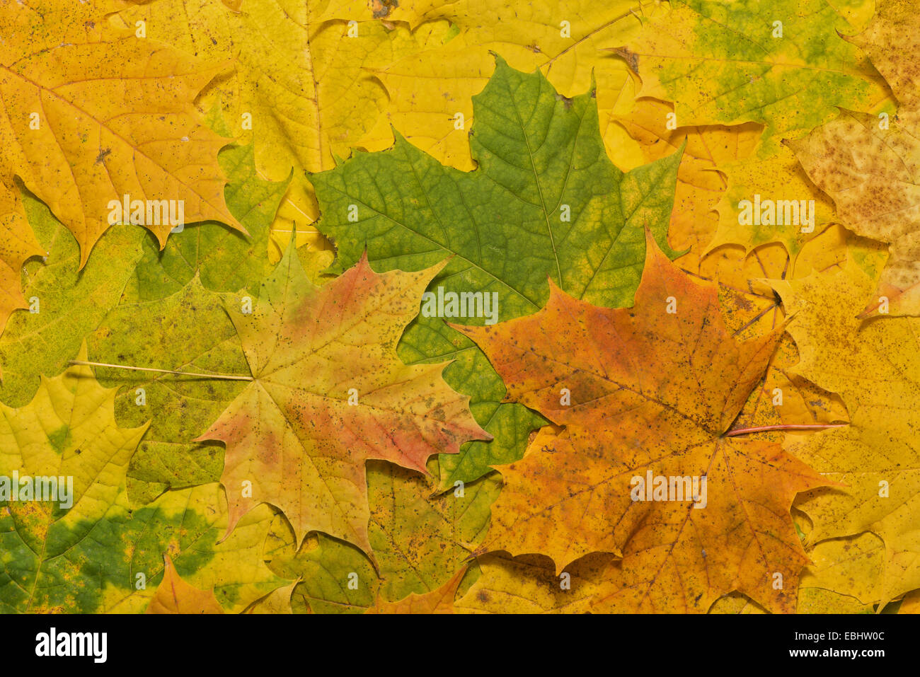 reiche helle brillante wechselnden Farben des Herbstes Blätter der fallen gesehen in Ahorn in verschiedenen Stadien der Veränderung und Verfall Stockfoto