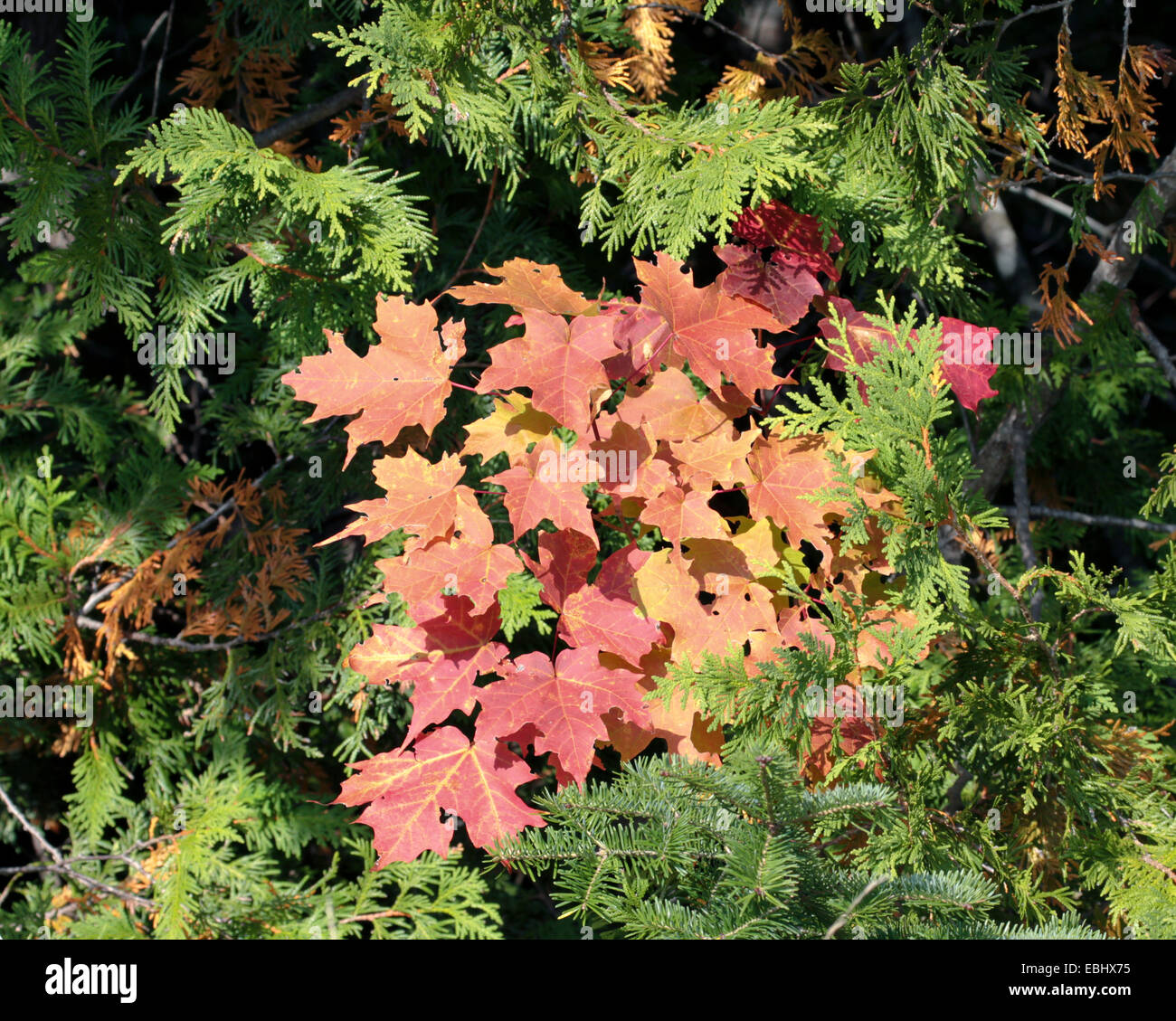 Rot-Ahorn Baum Bäumchen mit roten Herbst Herbst Blätter unter den immergrünen Bäumen. Stockfoto