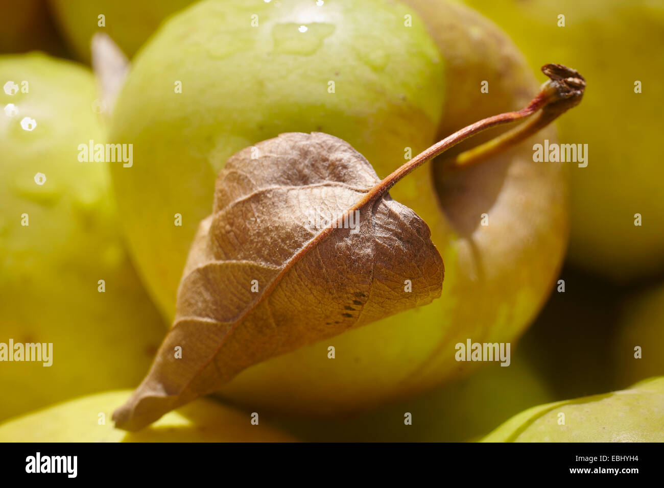 Frische, Reife Mutsu-Apfel Stockfoto