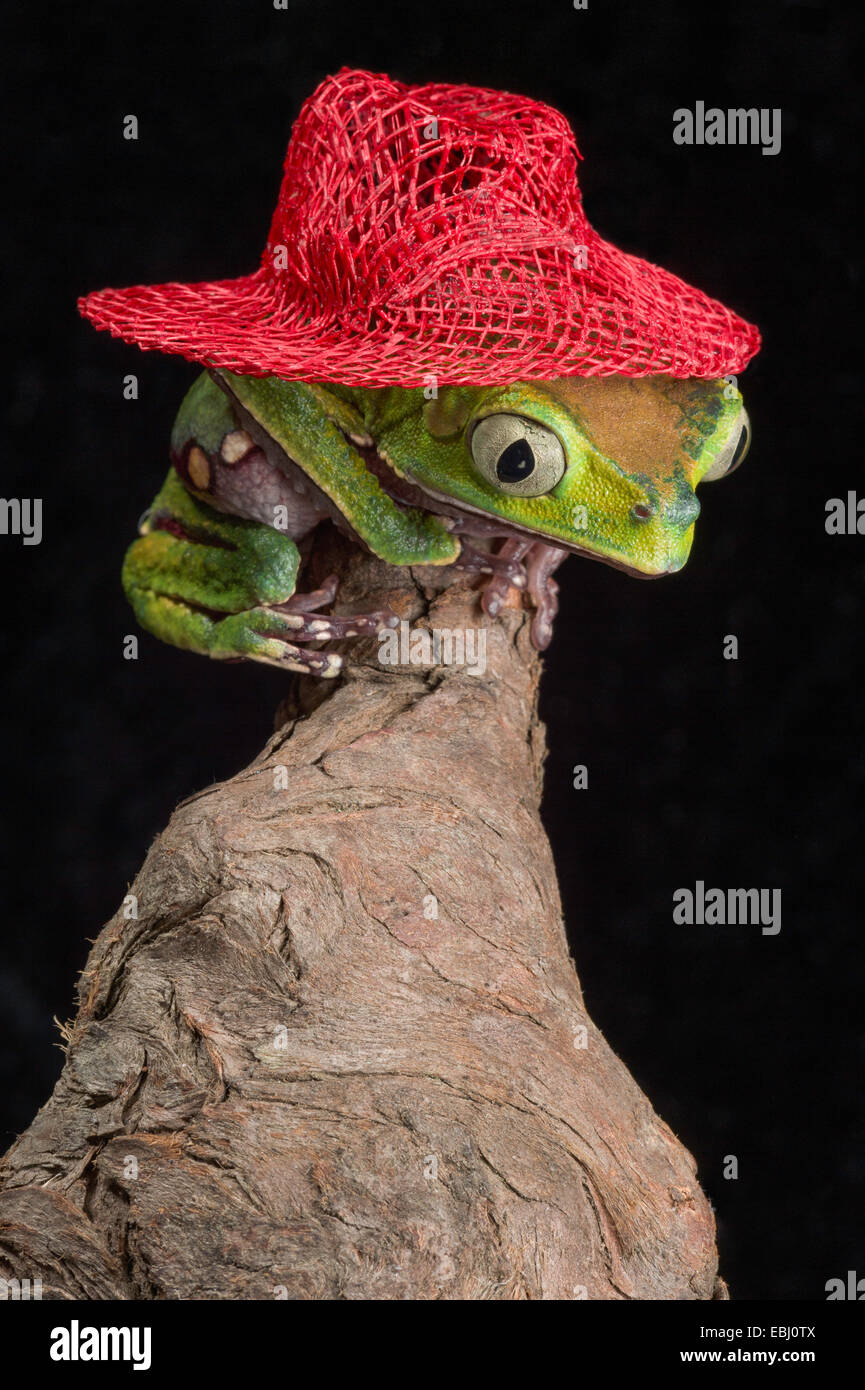 Sharp-backed Laubfrosch mit einem roten Strohhut balanciert, an der Spitze der eine Baum-Wurzelholz Stockfoto