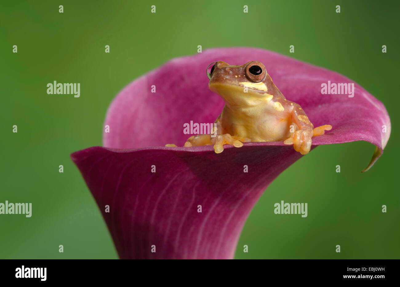 Hour Glass Frosch am Rande einer rosa Calla Lilie Stockfoto