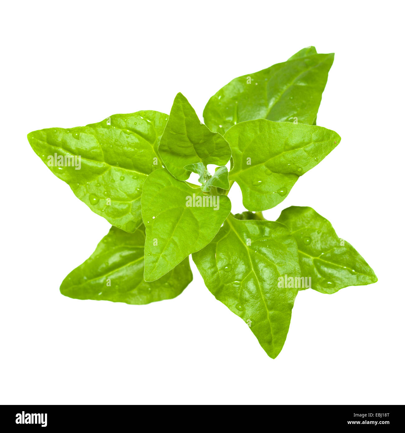 Tetragonia Tetragonioides, Neuseeland Spinat, isoliert auf weiss