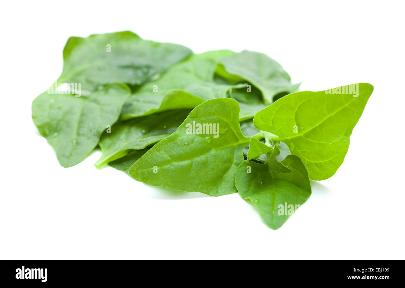 Tetragonia Tetragonioides, Neuseeland Spinat essen Hintergrund Stockfoto