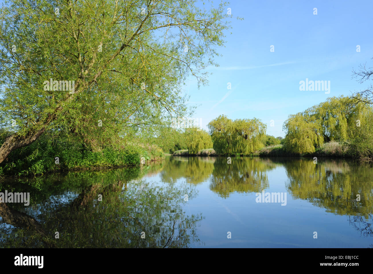 Earl Frühling Morgen mit einem strahlend blauen Himmel Hintergrund auf dem Fluss Avon in Stratford-upon-Avon, Warwickshire, England, Großbritannien Stockfoto