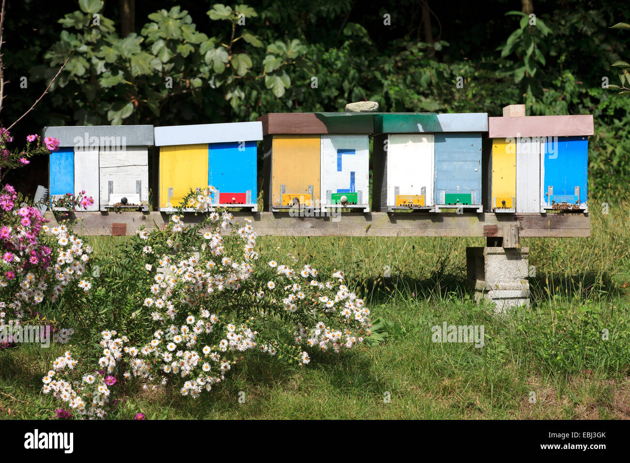 Detail des neuen bunten hölzernen Bienenstock-Boxen, Sesto Calende, Varese, Lombardei, Italien. Stockfoto
