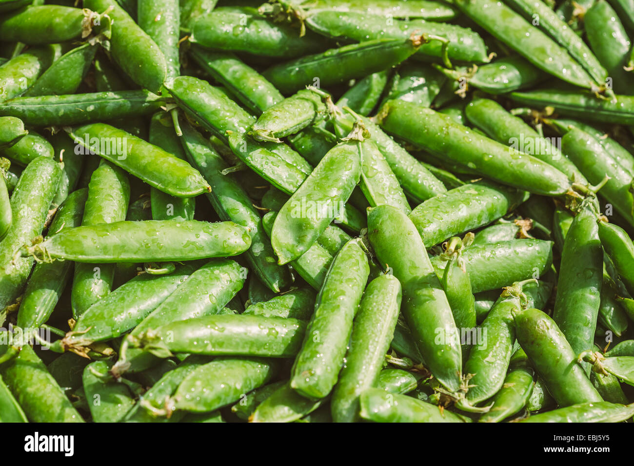 Frische Gemüse Bio grüne Bohnen Hintergrund. Herstellung von lokalen Lebensmittelmarkt. Getönten Sofortbild Stockfoto