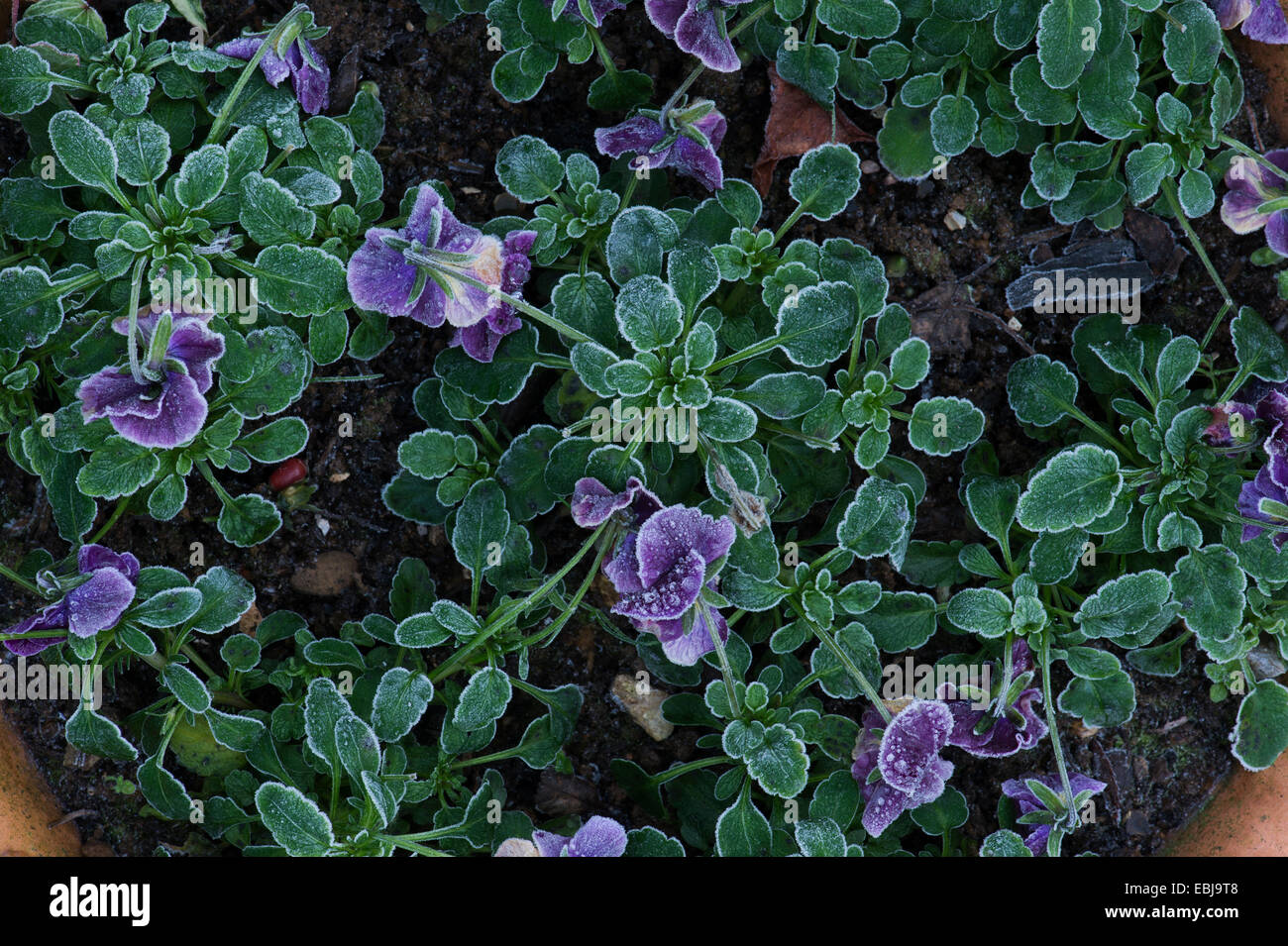 Viola Blumen bedeckt in einem Herbst frost Stockfoto