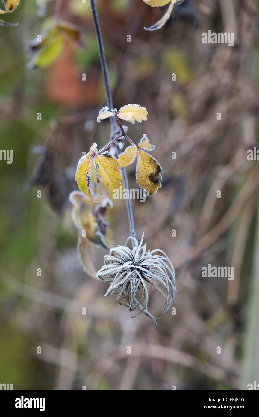 Clematis Samen Blüte in eine herbstliche Frost bedeckt Stockfoto