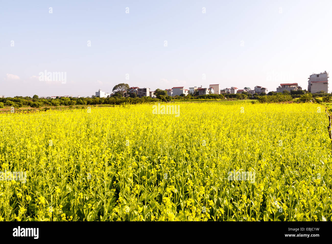 Reisfeldterrassen in Vietnam Stockfoto