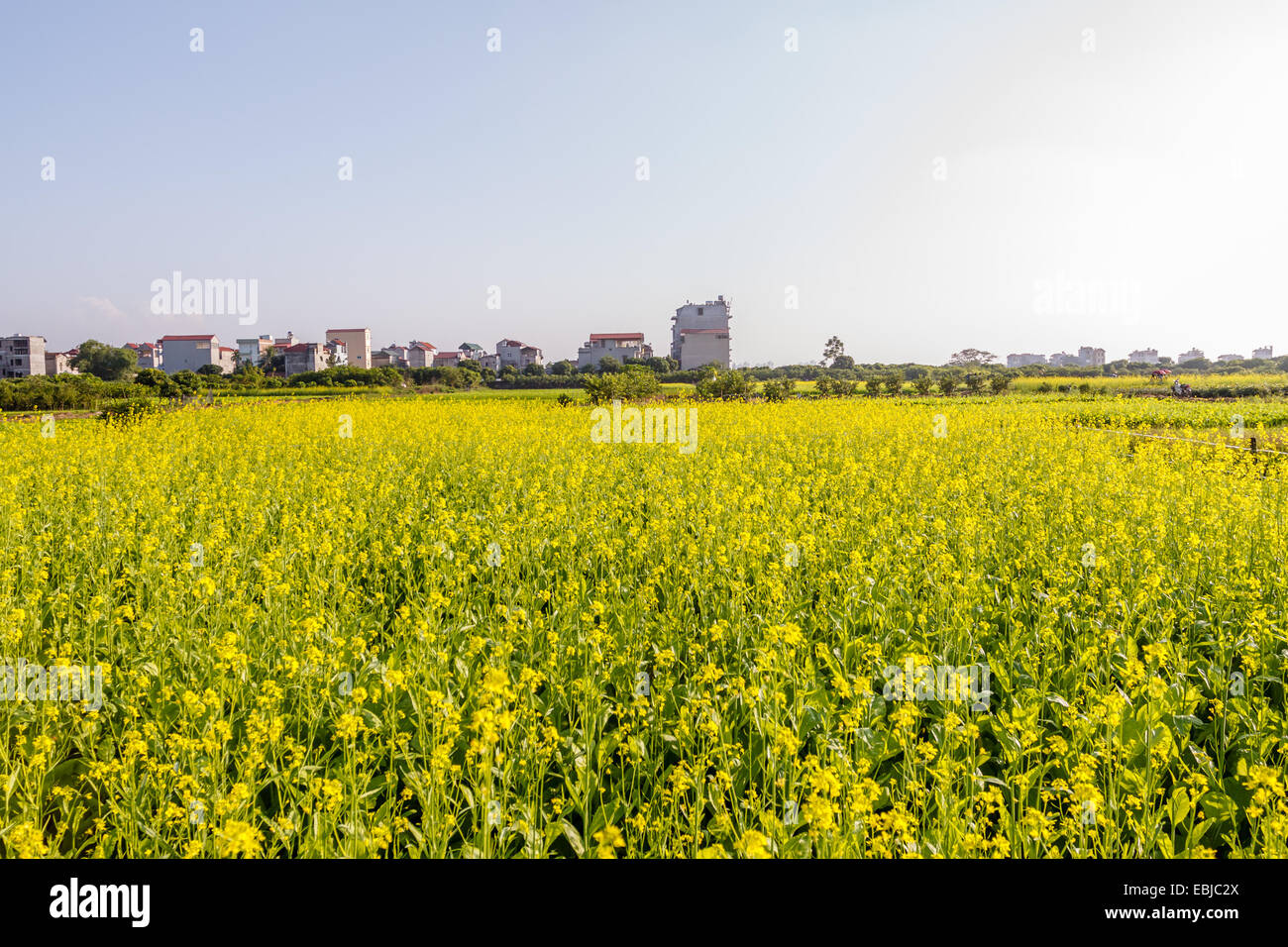 Reisfeldterrassen in Vietnam Stockfoto
