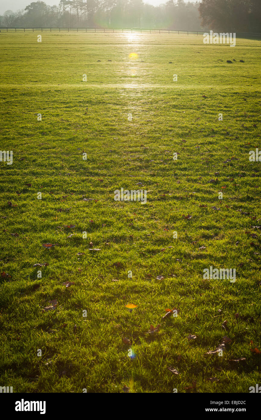 Glitzernde Spinnen Stege in den Rasen reflektiert die tiefstehende Sonne am Nachmittag Stockfoto