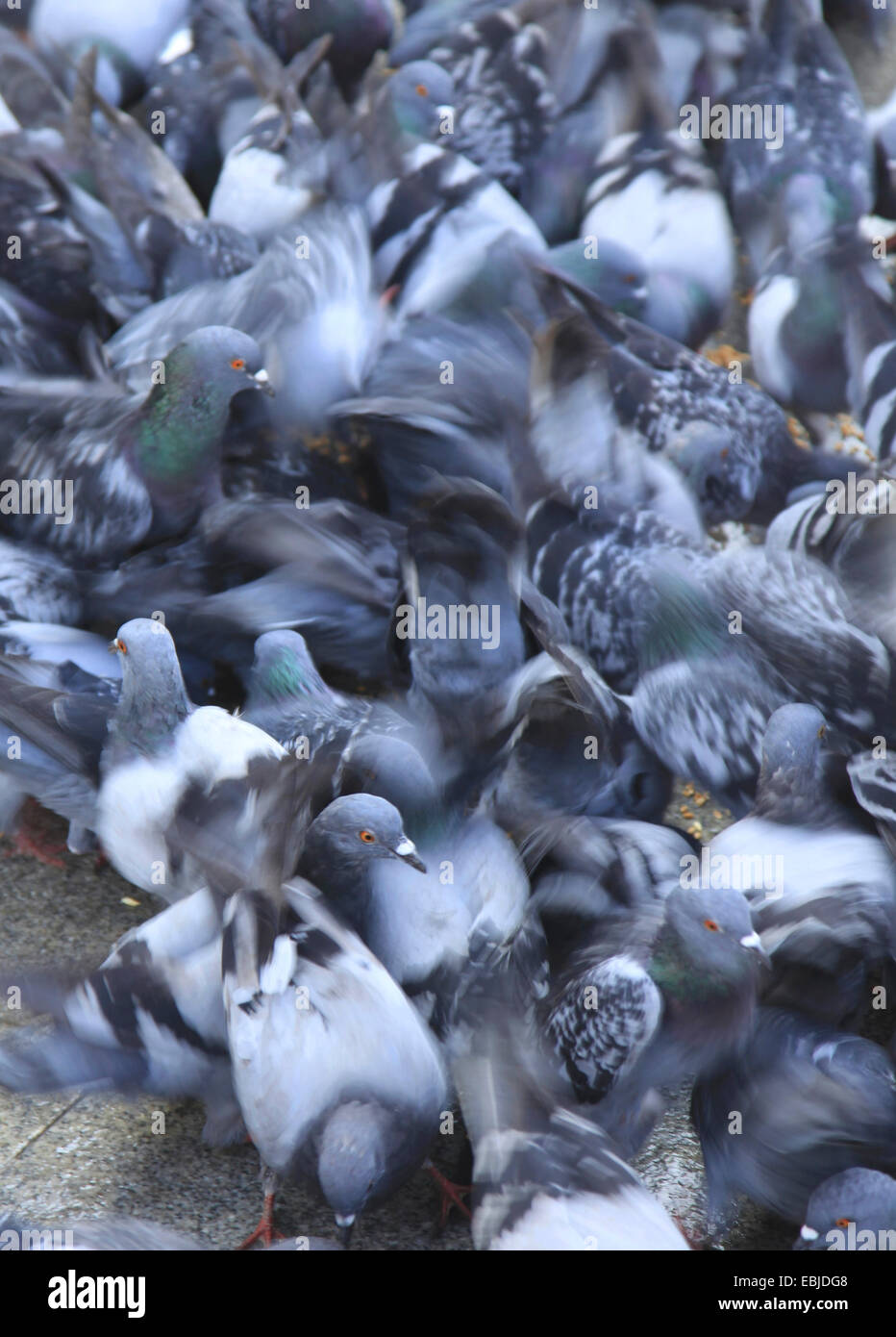 häusliche Taube (Columba Livia F. Domestica), drängen sich um Getreide ernähren geworfen von Passanten, Türkei, Istanbul Stockfoto