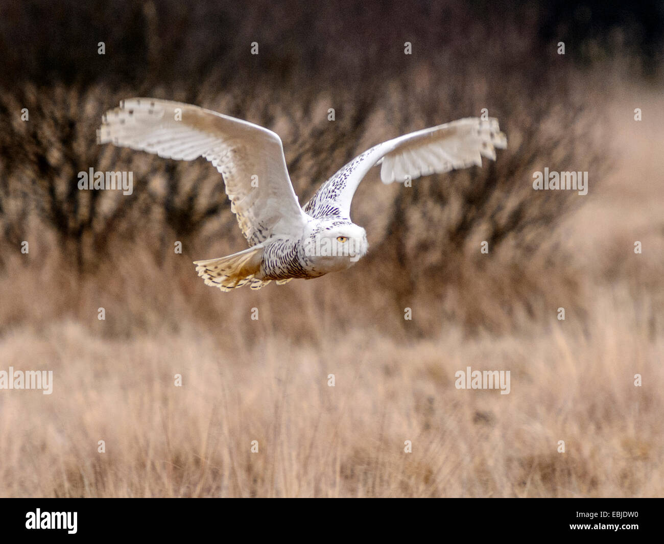 Schneeeule [Bubo Scandiacus] full-Flight mit Flügeln nach oben verlängert und Marschland Kulisse. Stockfoto