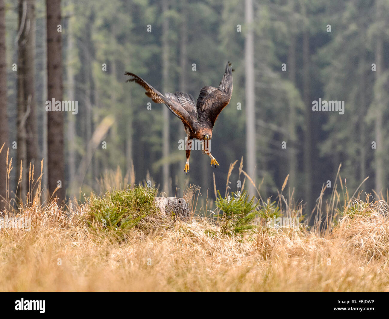 Wunderschöne Golden Eagle [Aquila Chrysaetos] in voller Fahrt, drehen mit Flügel nach oben verlängert und Wald, Wald im Hintergrund. Stockfoto