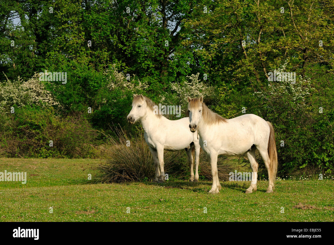 inländische Pferd (Equus Przewalskii F. Caballus), frei erkundbare weiße Pferde bei der Pinios-Delta, Griechenland, Mazedonien Stockfoto
