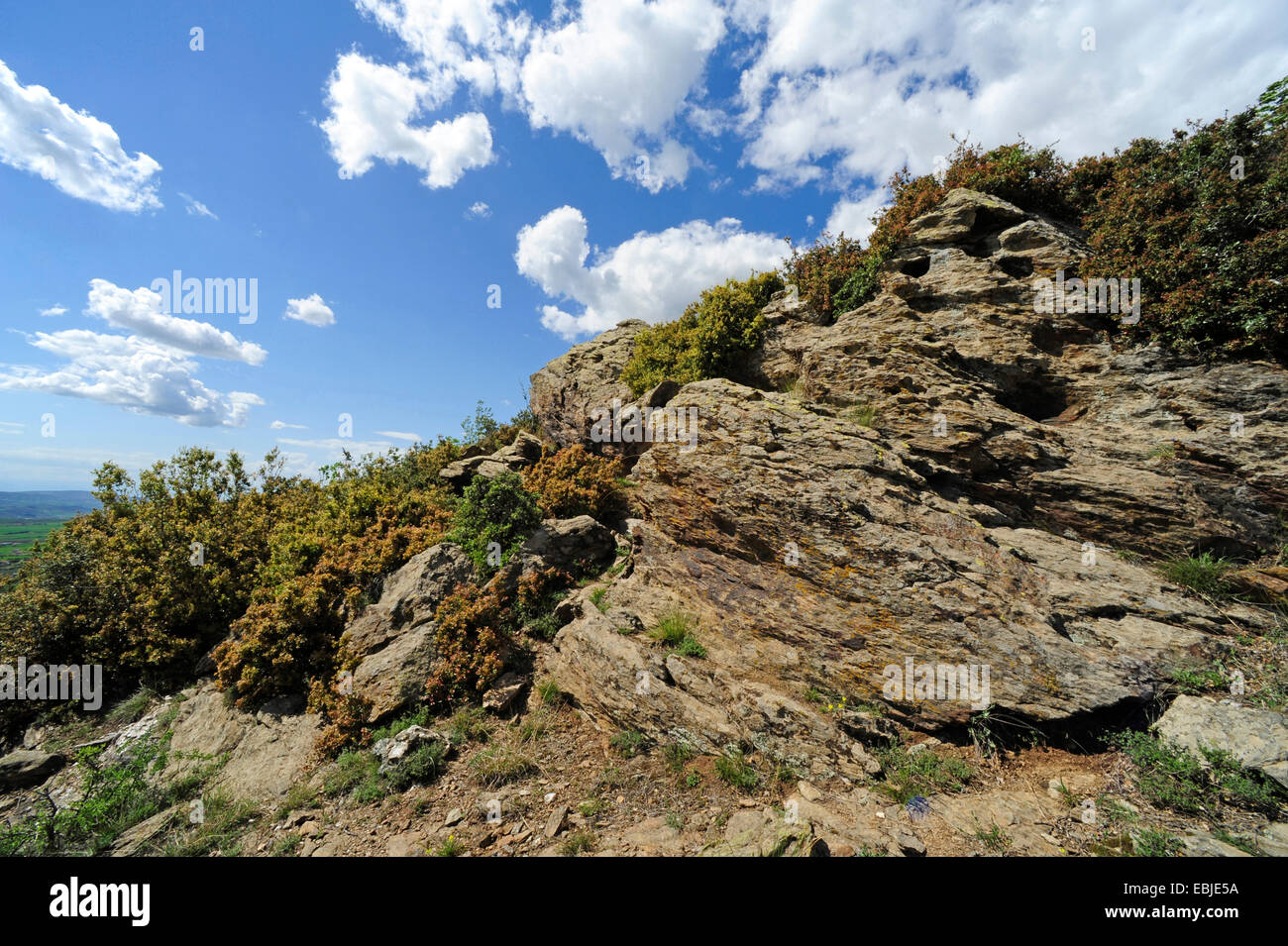 Roughtail Rock Agama, Hardun (Agama Stellio, Stellio Stellio), rock Wand auf der Halbinsel, Lebensraum der Hardun, Griechenland, Chalkidiki Stockfoto