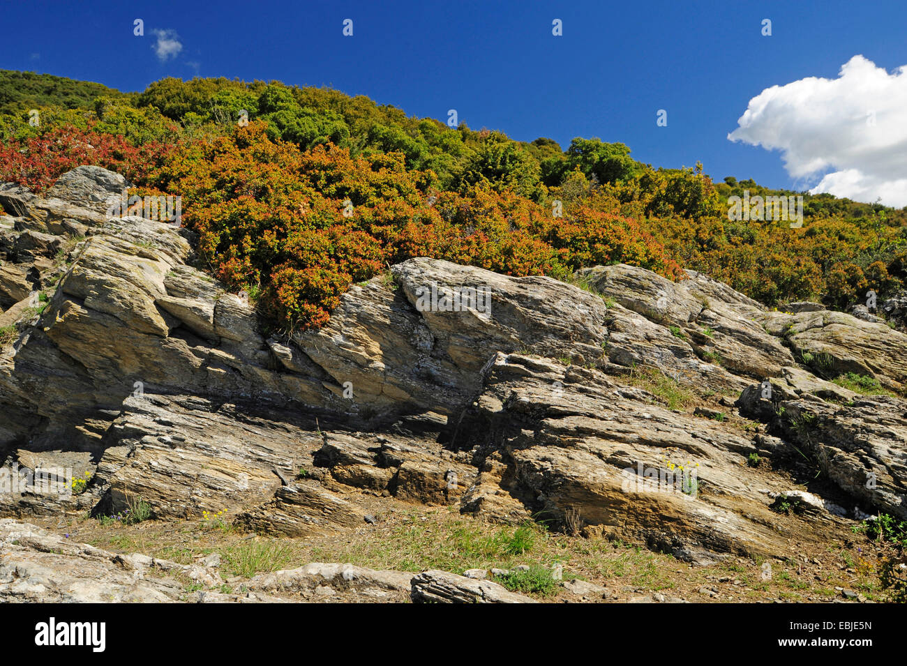 sich abzeichnende Berghang mit Wald und Fels, Griechenland, Chalkidiki Stockfoto