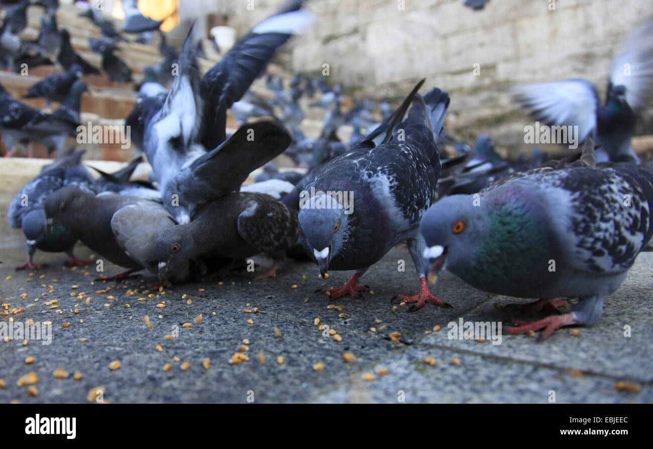 häusliche Taube (Columba Livia F. Domestica), auf eine Steintreppe, kämpfen für Getreide zu füttern, geworfen von Passanten, Türkei, Istanbul Stockfoto