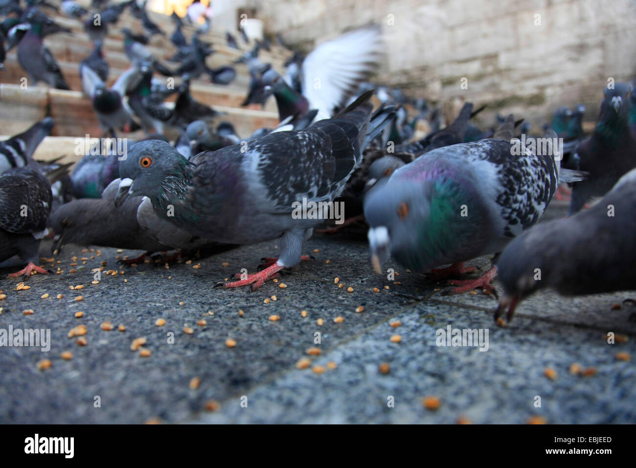 häusliche Taube (Columba Livia F. Domestica), auf eine Steintreppe, kämpfen für Getreide zu füttern, geworfen von Passanten, Türkei, Istanbul Stockfoto