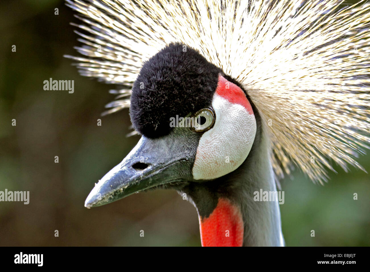 gekrönte Kran (Balearica Pavonina), Porträt Stockfoto