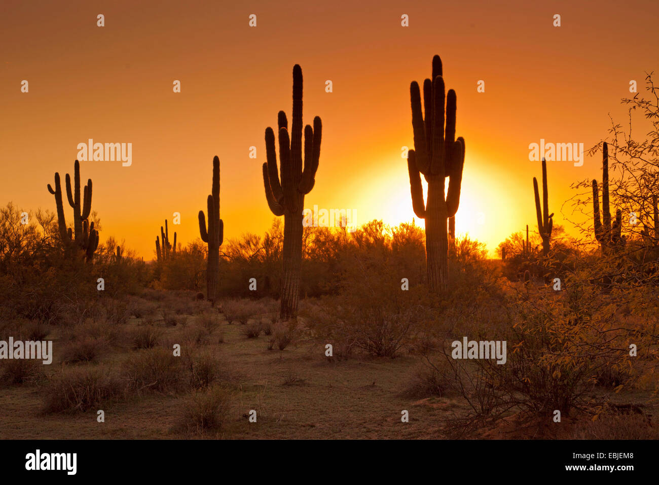 Saguaro-Kaktus (Carnegiea Gigantea, Cereus Giganteus), group bei Sonnenuntergang, USA, Arizona, Phoenix Stockfoto