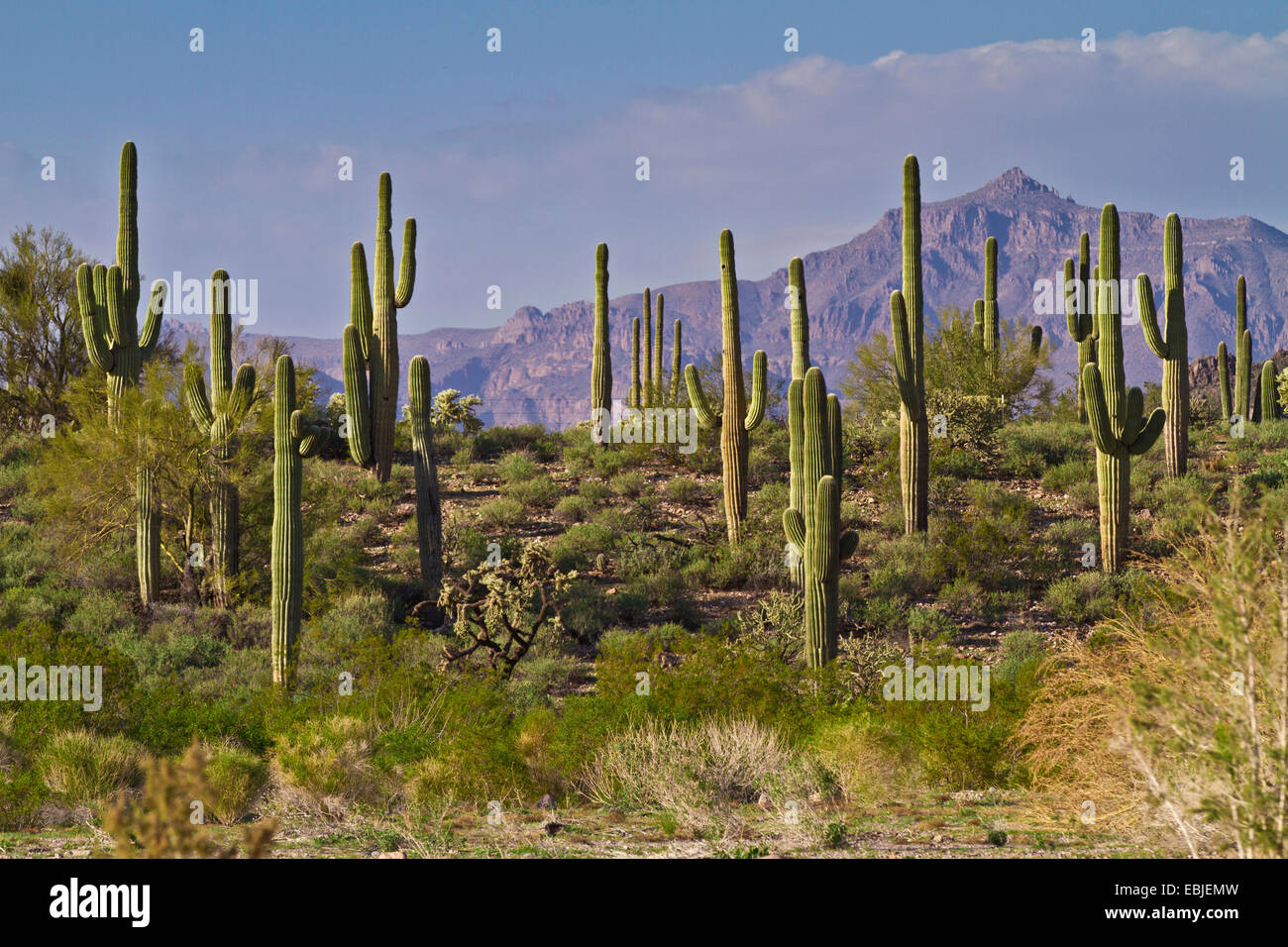 Saguaro Kaktus (Carnegiea Gigantea, Cereus Giganteus), in der Sonora-Wüste, USA Stockfoto