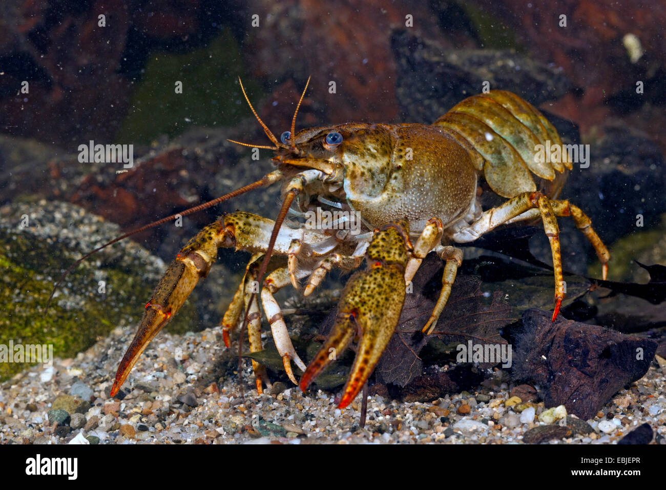 lange Krallen Flusskrebs (Astacus Leptodactylus), Weibchen auf dem Boden Stockfoto