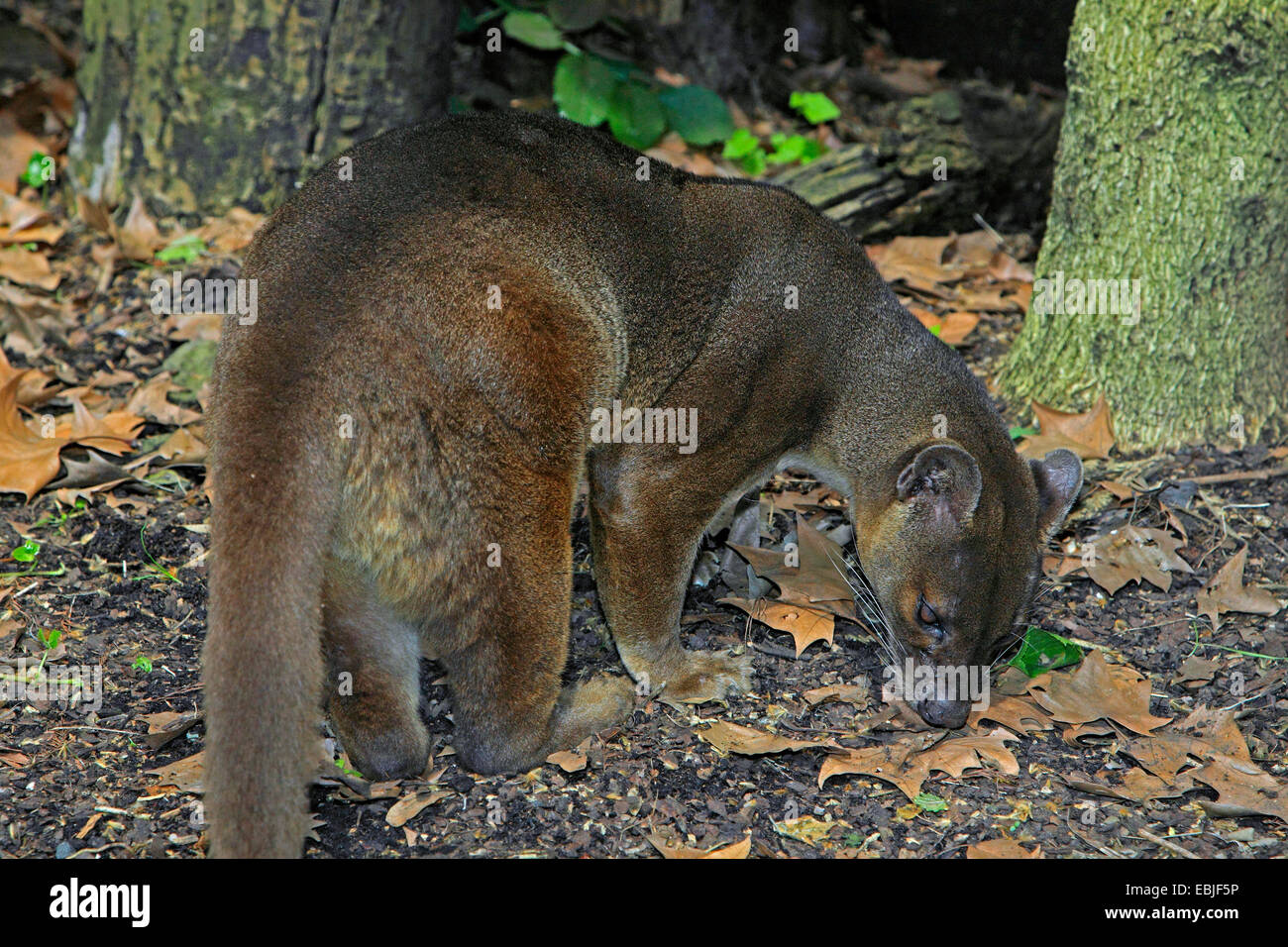 Fossa (Cryptoprocta Ferox), im Wald, Madagaskar Stockfoto
