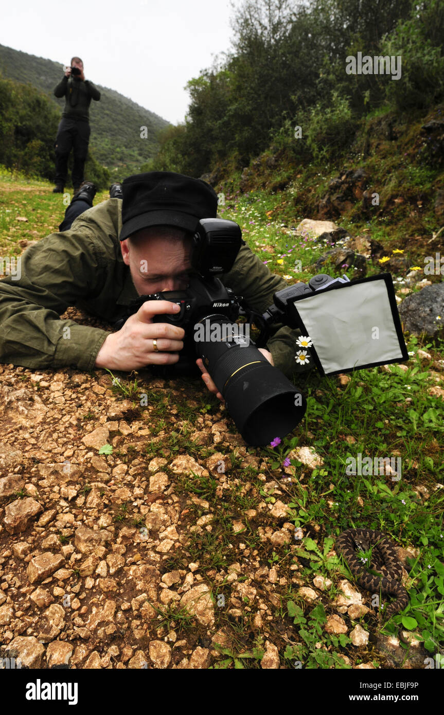 Nase-gehörnte Viper, gehörnte Viper, Langnasen-Viper (Vipera Ammodytes), junger Mann, liegend auf dem Bauch, malte eine Schlange gut getarnt unter Steinen und Grass während im Bild selbst, Griechenland, Epirus Stockfoto