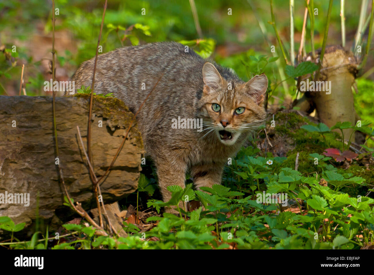 Europäische Wildkatze, Wald Wildkatze (Felis Silvestris Silvestris), zu Fuß in einem Wald miauen, Österreich, Vorarlberg Stockfoto