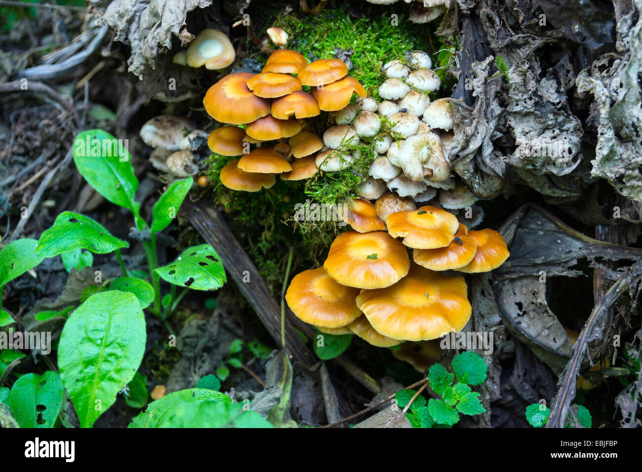 Gelbe und weiße Pilze wachsen auf Toten Baumstumpf Stockfoto