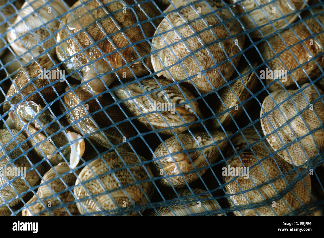 gestreifte Venus Huhn Venus (Venus Gallina, Chamelea Gallina, Chione Gallina), eine Menge von Muscheln in einem Netz Stockfoto