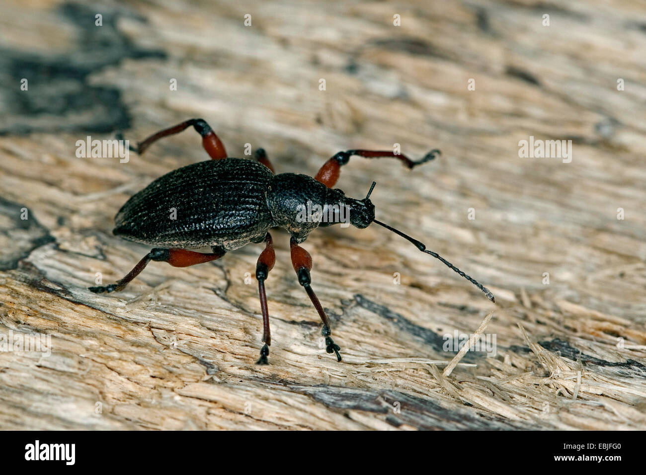Schnauze Käfer (Otiorhynchus Spec), sitzen auf Holz, Deutschland Stockfoto