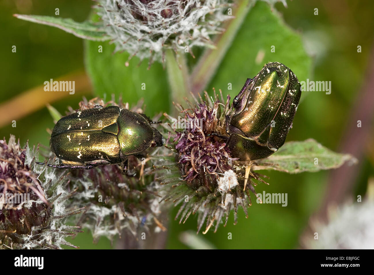 Rose Chafer, Rose Chafer (Protaetia Cuprea, Potosia Cuprea), auf Blumen, Deutschland Stockfoto