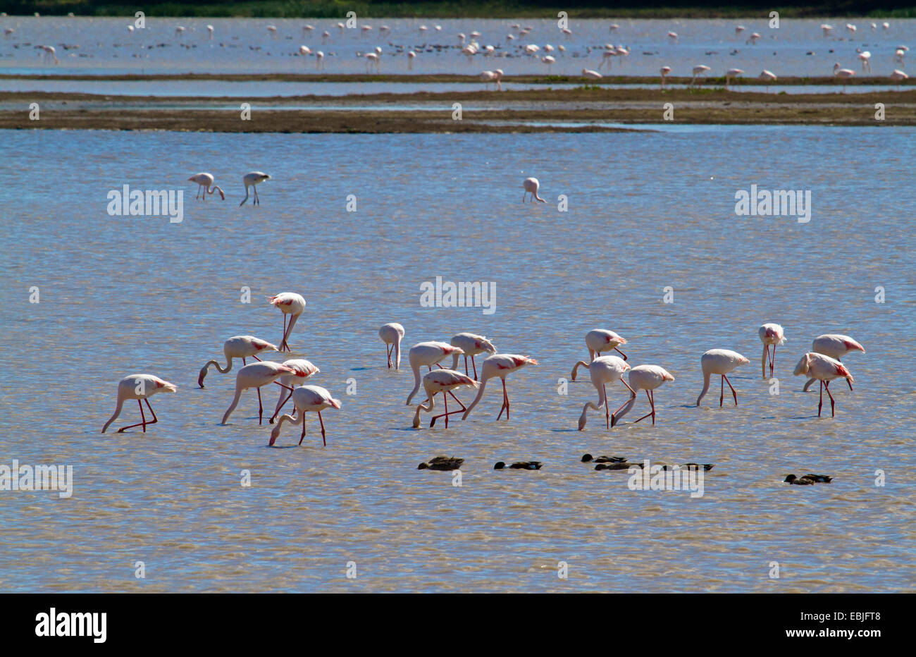 Rosaflamingo (Phoenicopterus Roseus, Phoenicopterus Ruber Roseus), viele Vögel stehen im flachen Wasser auf der Suche nach Nahrung, Spanien, Andalusien, Coto De Donana Nationalpark El Rocio Stockfoto
