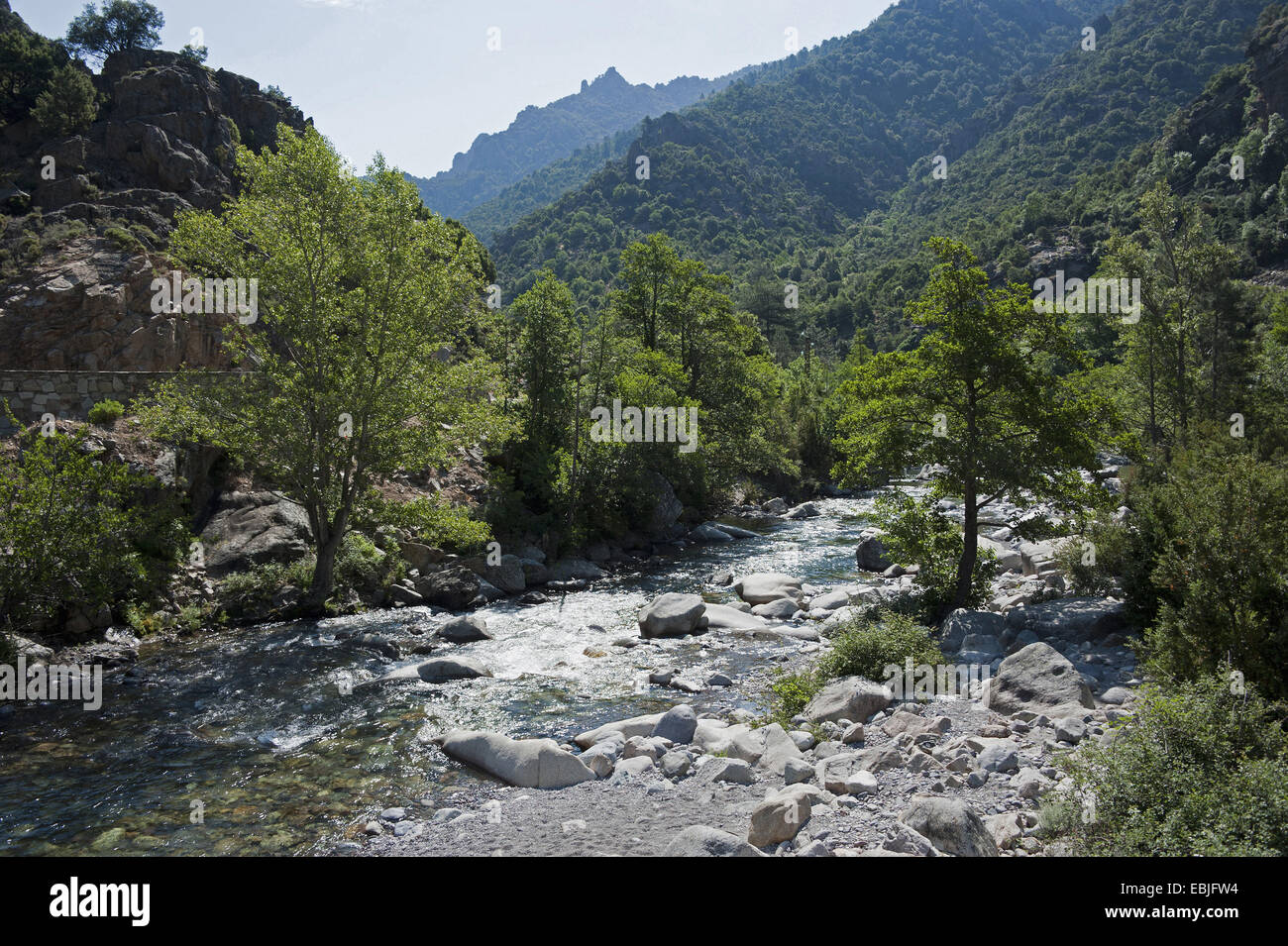 ASCO-Fluss, Frankreich, Corsica Stockfoto