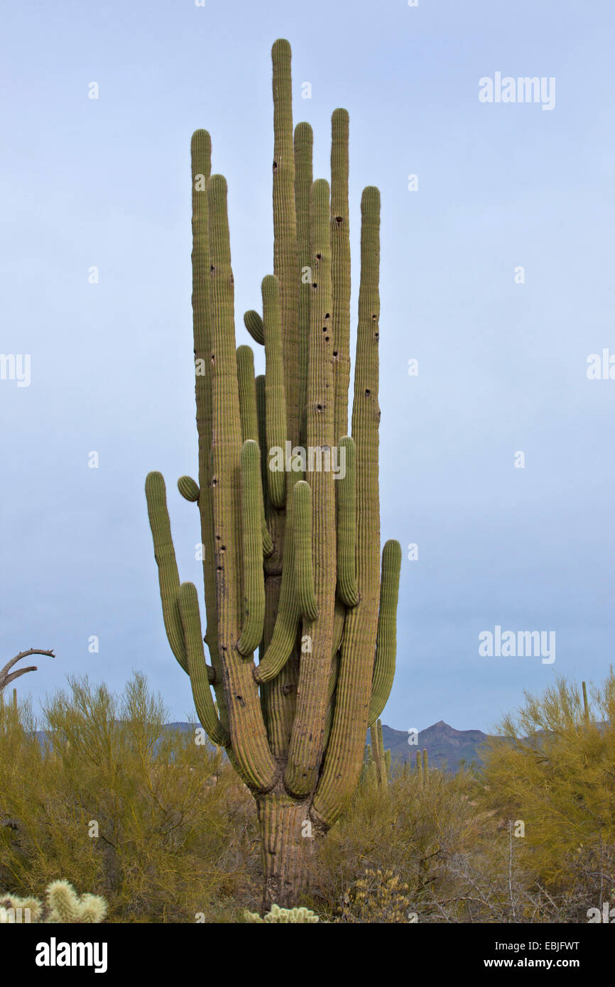 Saguaro-Kaktus (Carnegiea Gigantea, Cereus Giganteus), 20 m hoher, Einzel, USA, Arizona Stockfoto