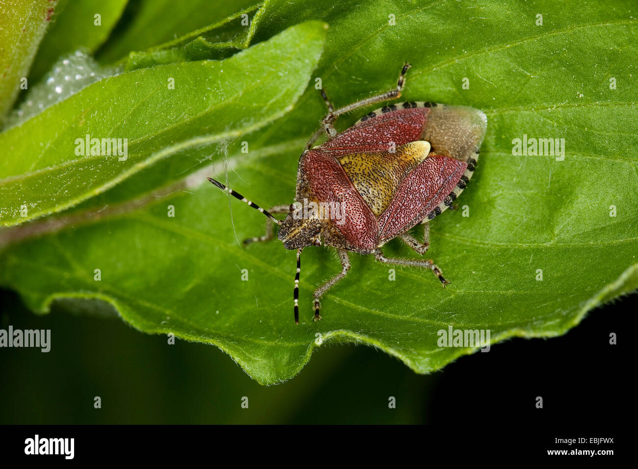Schlehen-Bug, Sloebug (Dolycoris Baccarum), sitzt auf einem Blatt, Deutschland Stockfoto