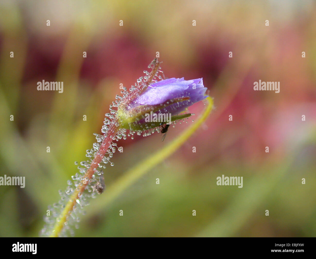 Regenbogen-Pflanze (Byblis Liniflora), bud Stockfoto