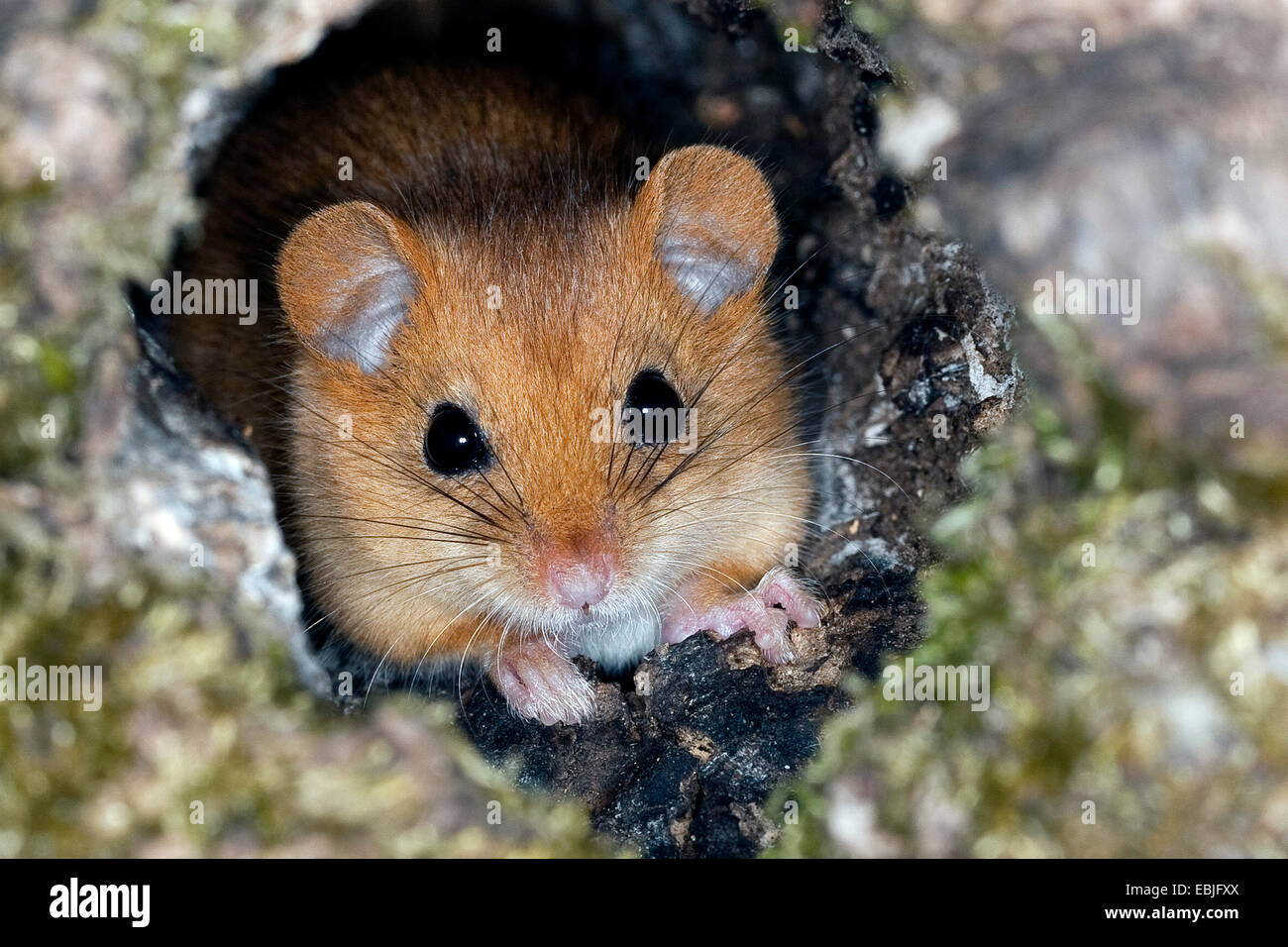 Siebenschläfer, Hasel Haselmaus (Muscardinus Avellanarius), Blick aus Baumhöhle, Deutschland Stockfoto