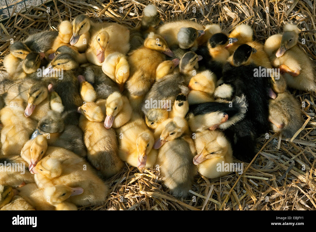 Hausente (Anas Platyrhynchos F. Domestica), Ente Küken bieten wir auf einem Geflügelmarkt kaufen Stockfoto