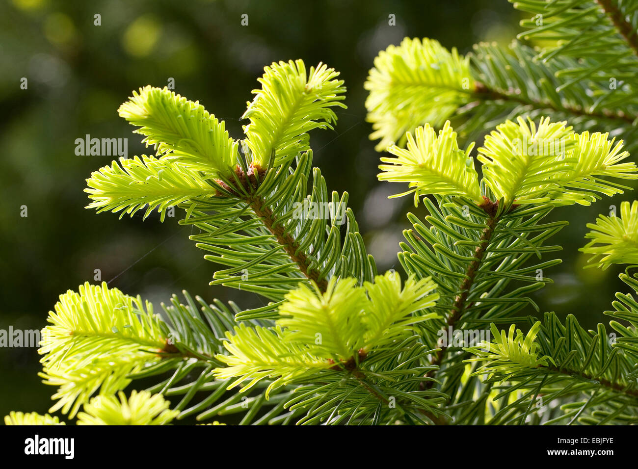 Nordmanntanne, Kaukasische Tanne Weihnachtsbaum (Abies Nordmanniana), Zweige mit jungen Trieben Stockfoto