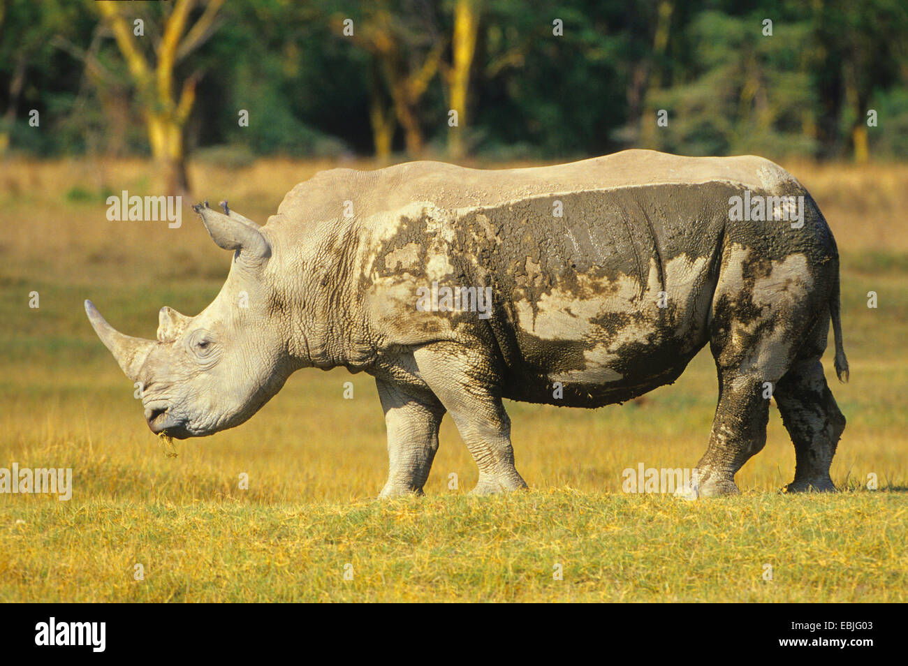 Breitmaulnashorn, Quadrat-lippige Rhinoceros grass Rhinoceros (Ceratotherium Simum), stehen in der Savanne, Kenia, Lake Nakuru National Park Stockfoto
