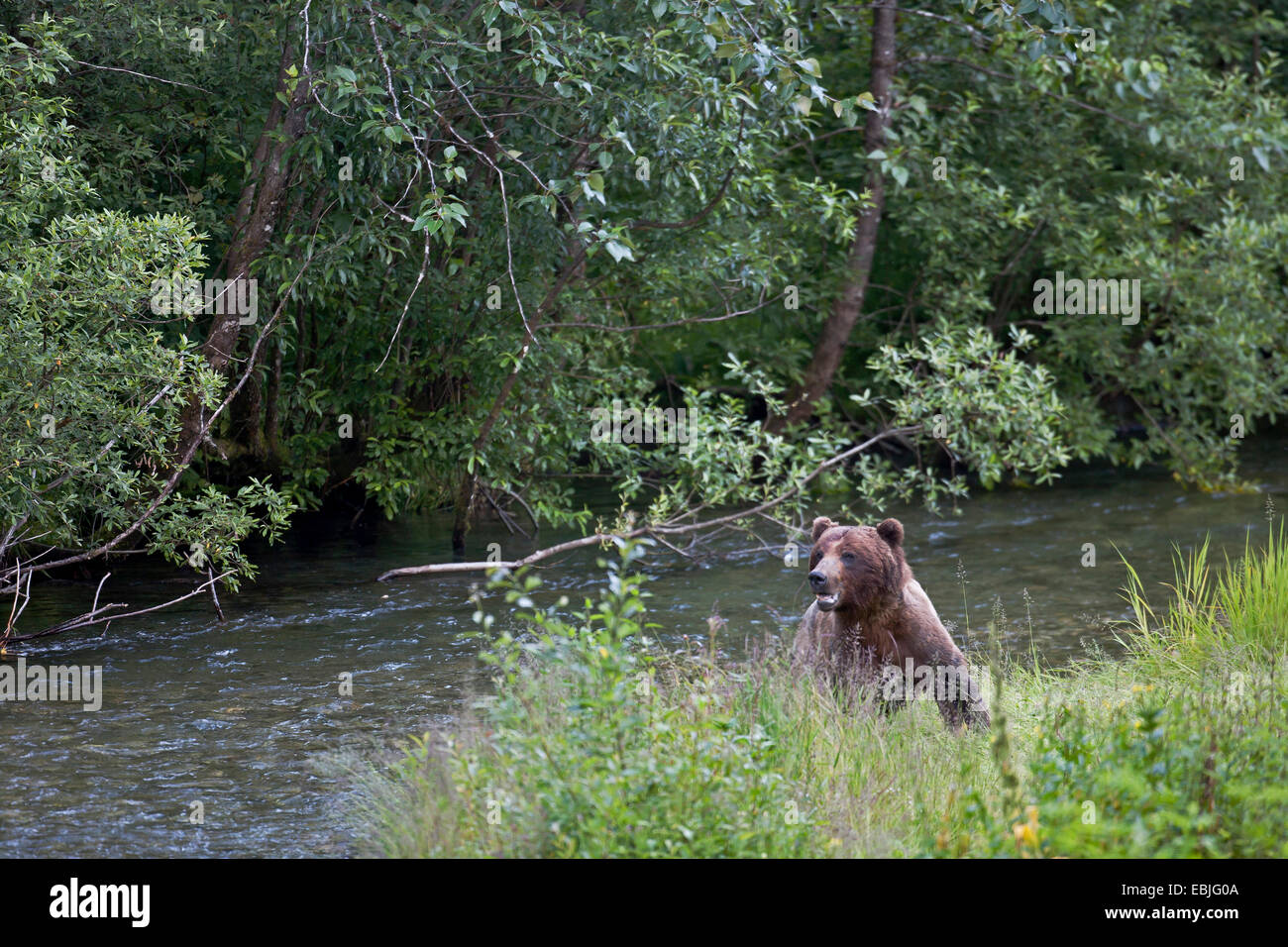 Brauner Bär, grizzly Bär, grizzly (Ursus Arctos Horribilis), stehen am Ufer eines Flusses zwischen Wald und Wiese, USA, Alaska, Tongass National Forest, Fish Creek Wildlife Site Stockfoto