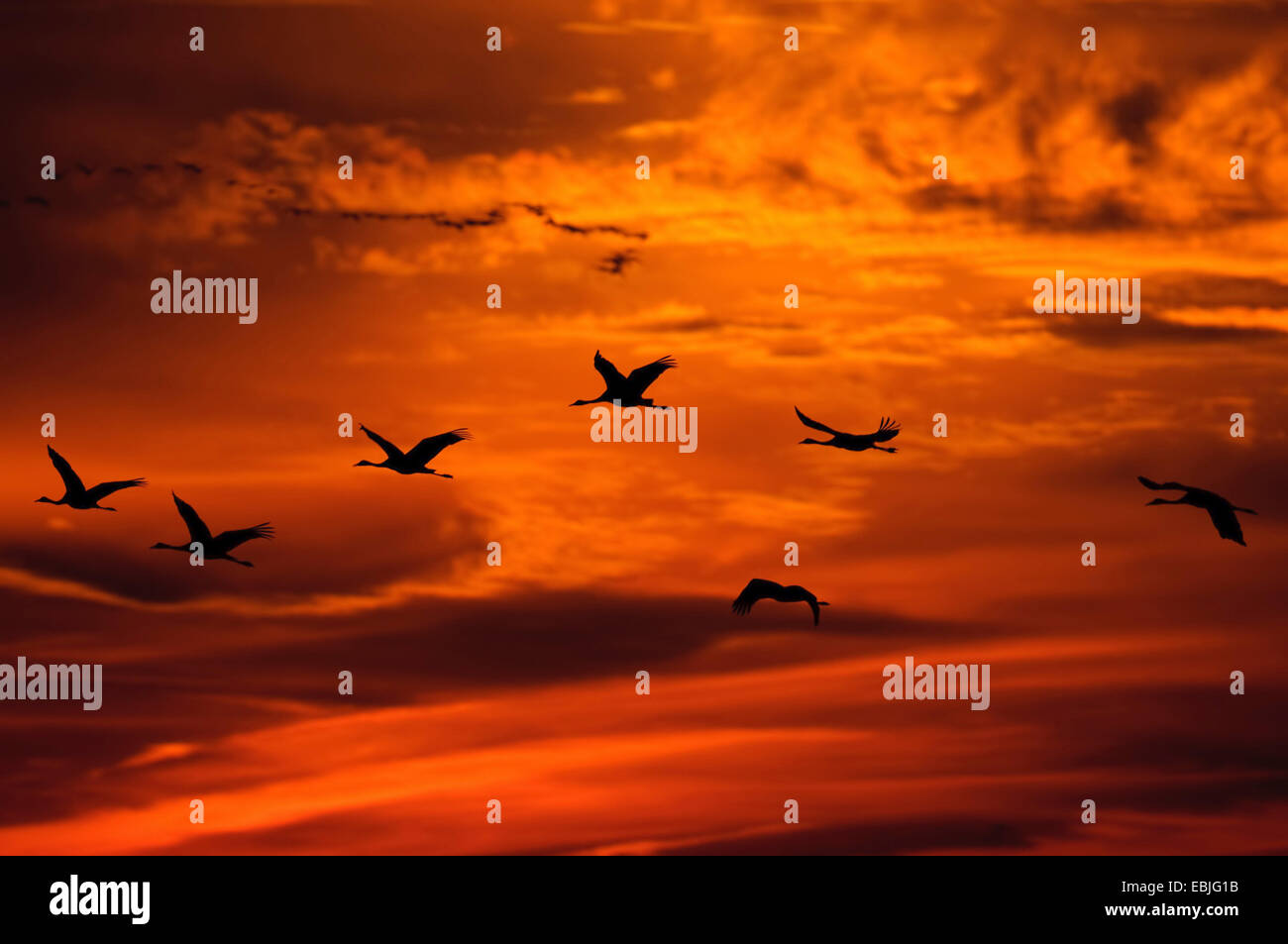 Kranich, eurasische Kranich (Grus Grus), Kraniche fliegen bei Sonnenuntergang, Deutschland, Mecklenburg-Vorpommern Stockfoto