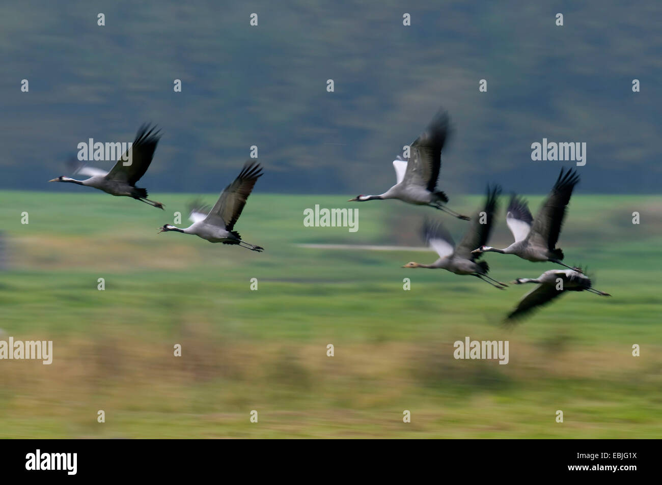 Kranich, eurasische Kranich (Grus Grus), Kraniche fliegen, Deutschland, Mecklenburg-Vorpommern, Gross-Mohrdorf Stockfoto